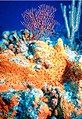 Image 1Bright coloration of orange elephant ear sponge, Agelas clathrodes signals its bitter taste to predators (from Animal coloration)