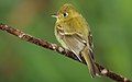 Yellowish Flycatcher