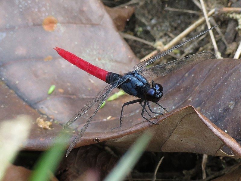 File:Erythemis peruviana 139237.jpg