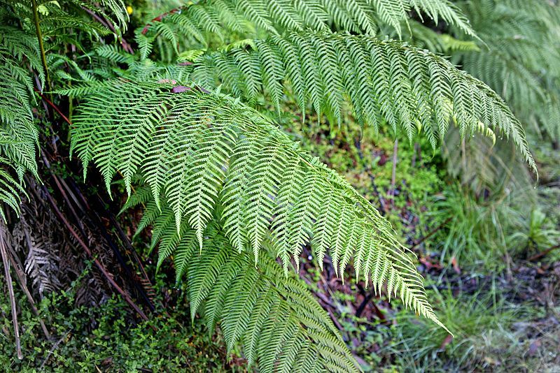 File:Fern02.jpg