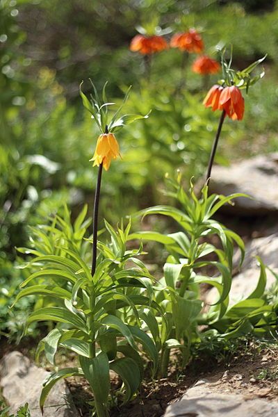 File:Fritillaria imperialis2.JPG