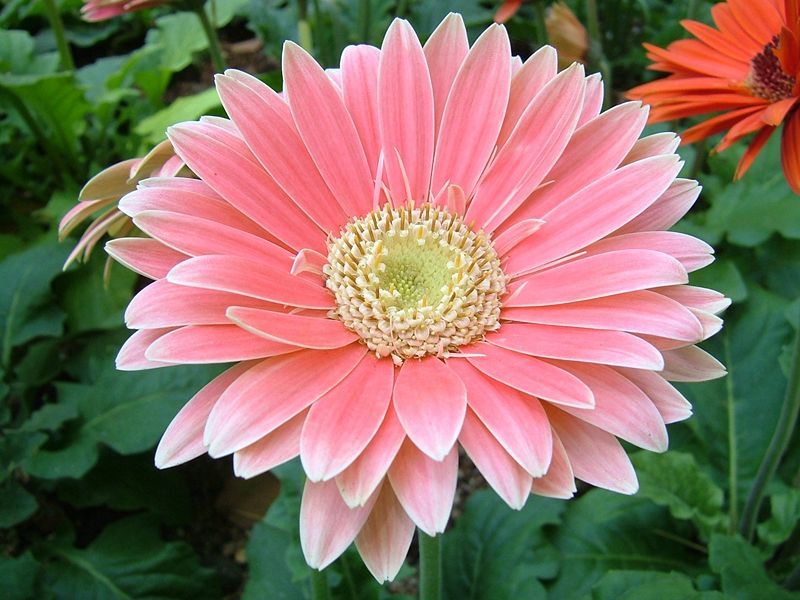 File:Gerbera pink.jpg