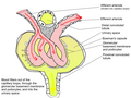 Looped capillaries of glomerulus between the arterioles