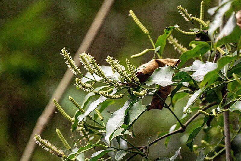 File:Gnetum luofuense 278350694.jpg