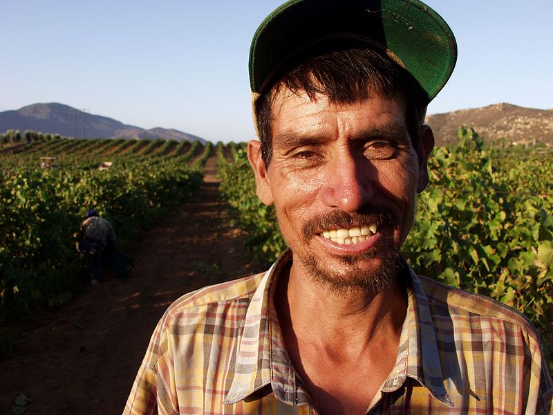 File:Grape worker.jpg