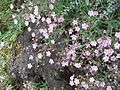 Gypsophila repens