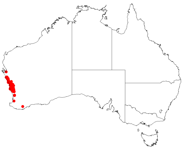 File:Hakea auriculataDistMap10.png