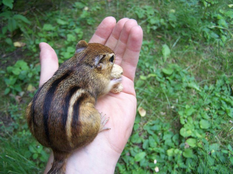 File:Hand-of-chipfriendship (puffball).jpg