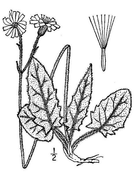 File:Hieracium-murorum03.jpg