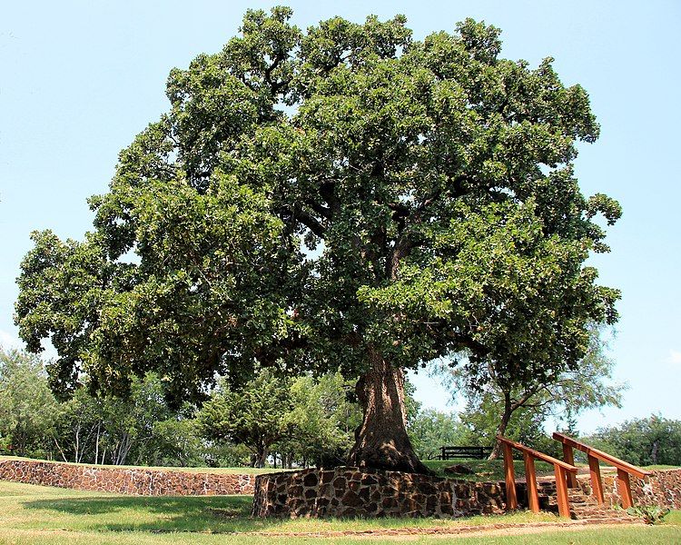 File:Houston campsite oak.jpg