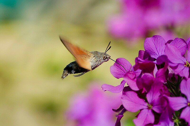 File:Hummingbird Hawk-moth.jpg