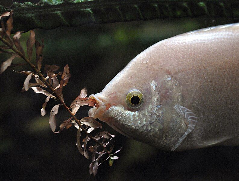 File:Küssender Gourami I.jpg