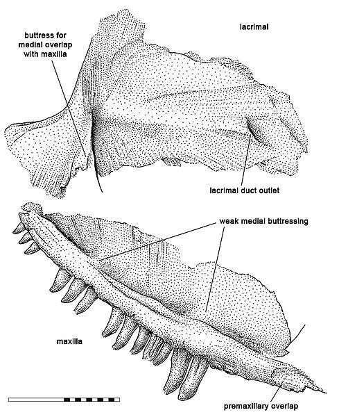 File:Kenomagnathus-fig2-drawing.jpg