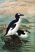 Great auks by John Gerrard Keulemans