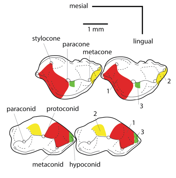 File:Kuehneotherium molar terminology.png