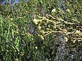 Kunzea ericifolia foliage, flowers and fruit.