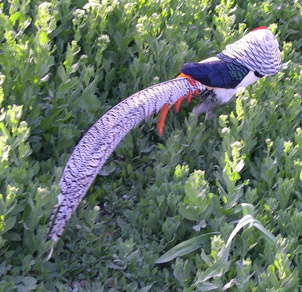 File:Lady Amherst's Pheasant2.jpg