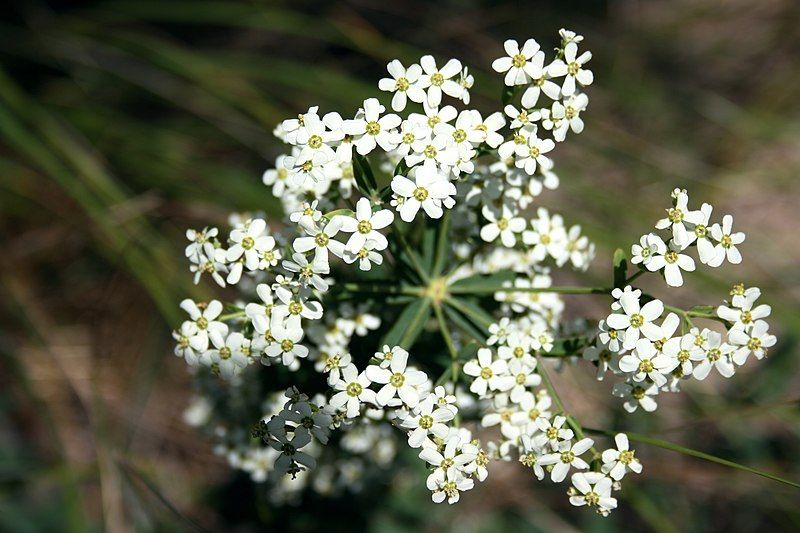 File:Lake Plant 2.JPG