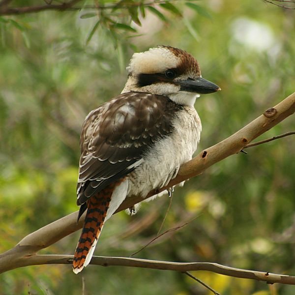 File:Laughing Kookaburra Juvenile.jpg