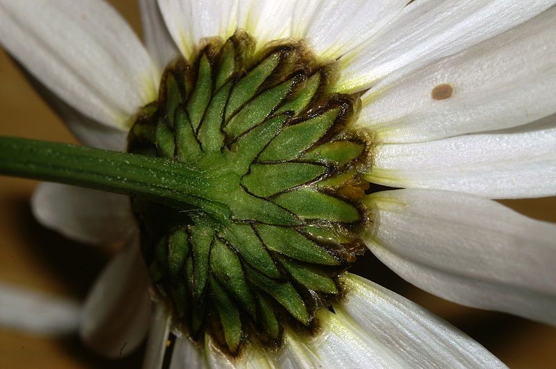 File:Leucanthemum ircutianum PID1054-3.jpg