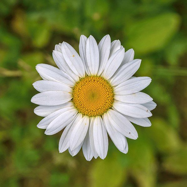 File:Leucanthemum vulgare.jpeg