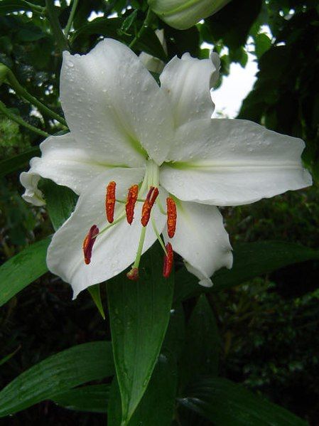 File:Lilium x Universe.jpg