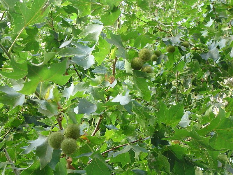 File:London plane summer.jpg