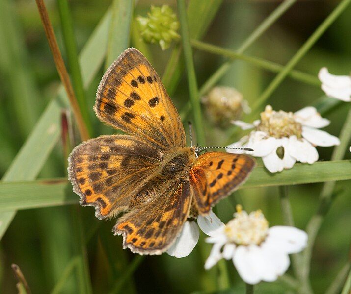 File:Lycaena virgaureae female.JPG