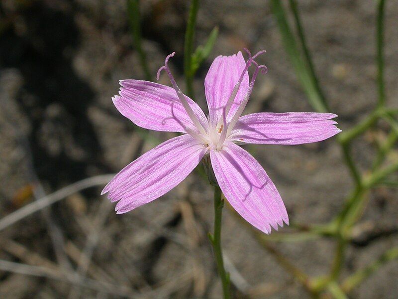 File:Lygodesmia juncea.jpg