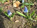 Pseudomuscari azureum opening