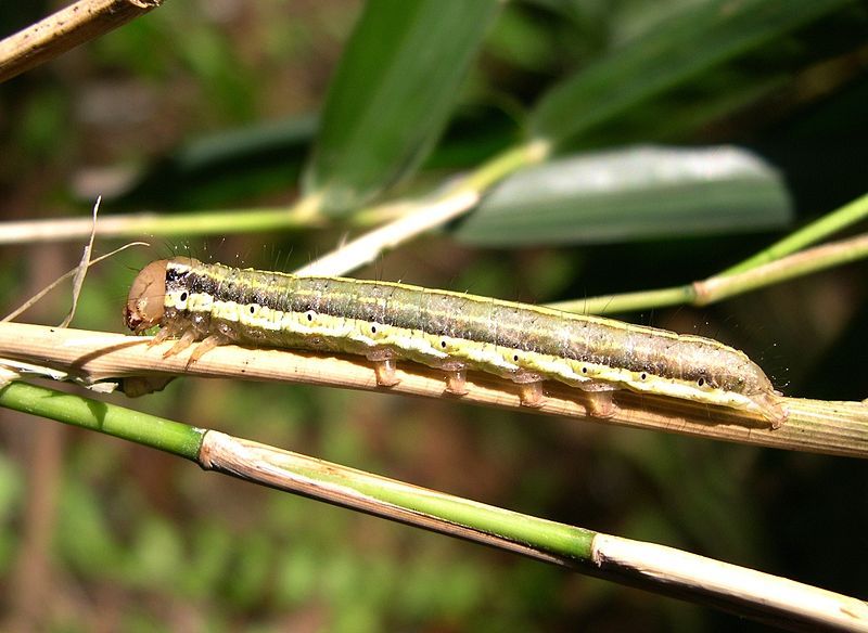 File:Mythimna separata (catepiller).jpg