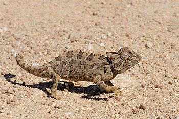 Namaqua chameleon