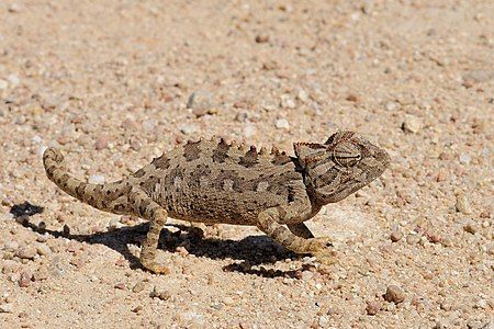 Namaqua chameleon, by Hans Stieglitz