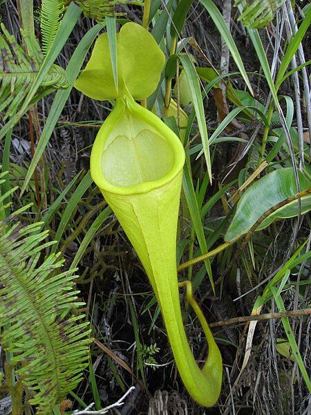 File:Nepenthes chaniana 1.jpg