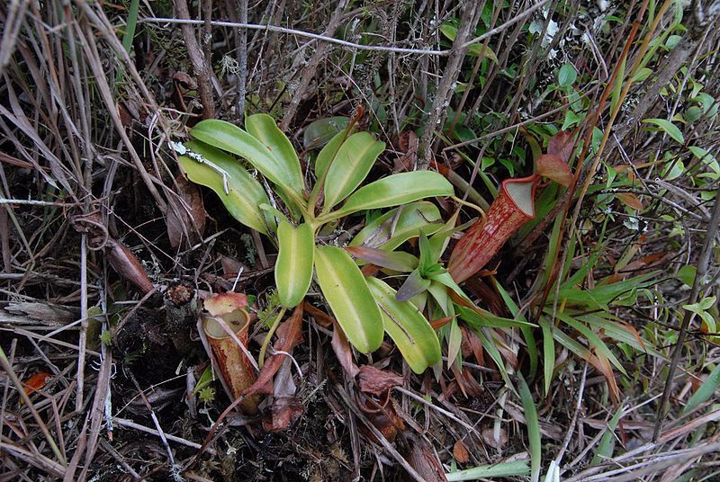 File:Nepenthes oblanceolata plant.jpg