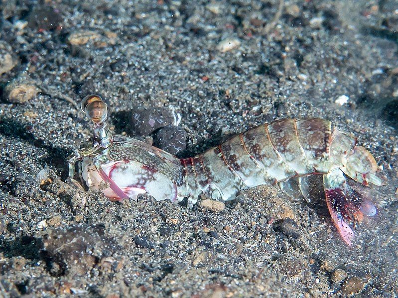 File:Odontodactylus latirostris.jpg