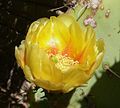 Opuntia engelmannii