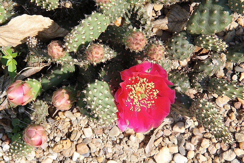 File:Opuntia fragilis pm.jpg