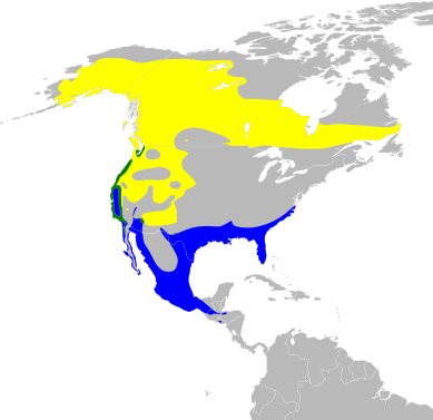 File:Oreothlypis celata map.svg