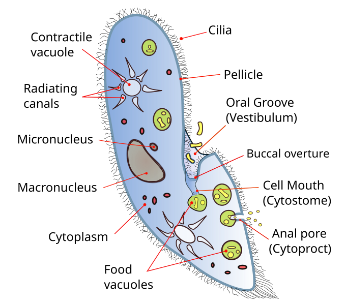 File:Paramecium diagram.svg