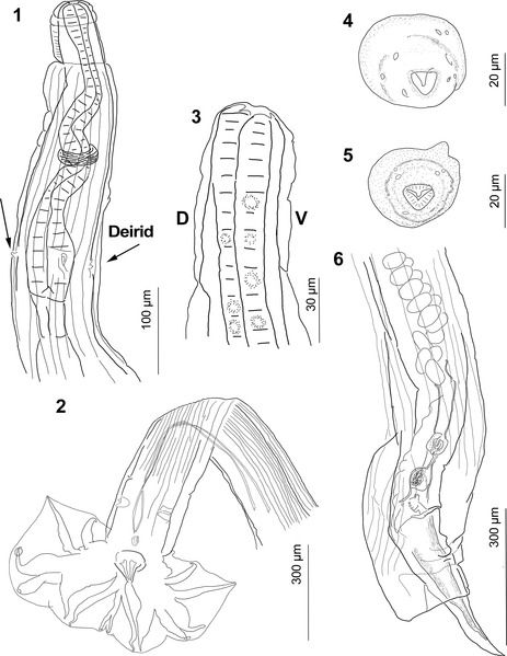 File:Parasite150083-fig1 Guerrerostrongylus marginalis.tif