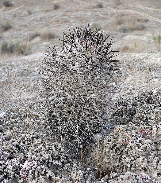 File:Pediocactus sileri 1.jpg