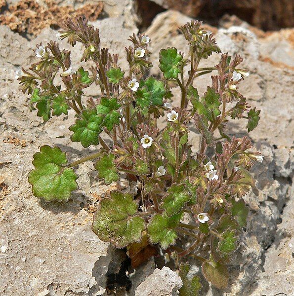 File:Phacelia rotundifolia 6.jpg