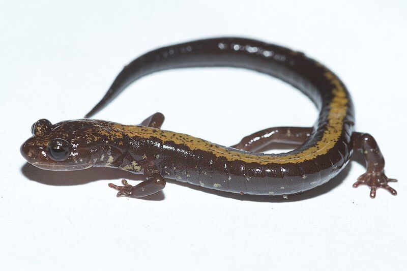 File:Plethodon shenandoah 62186.jpg