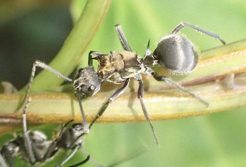 File:Polyrhachis militaris.jpg