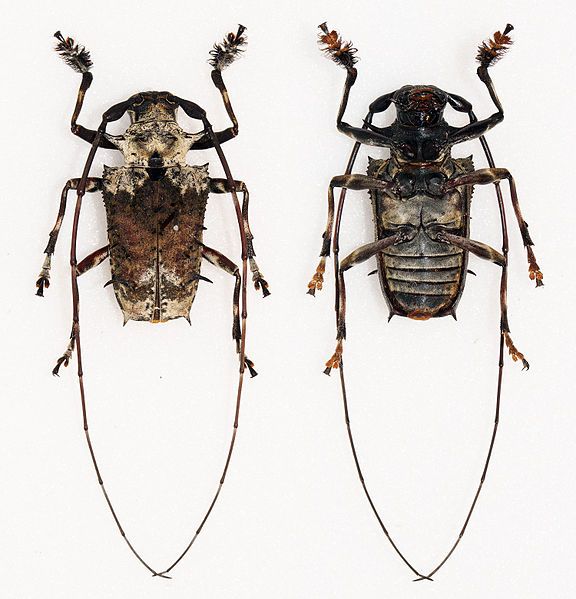 File:Polyrhaphis spinosa (16495719790).jpg