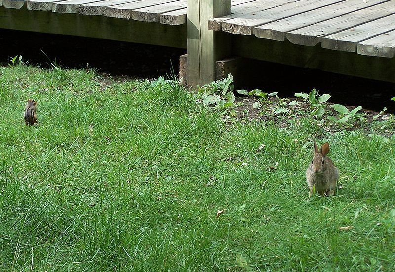 File:Rabbit-and-chipback.jpg