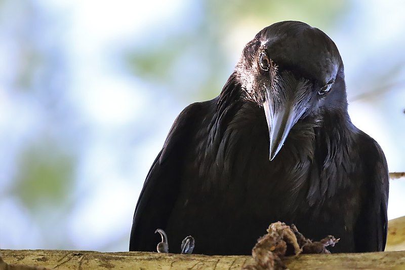 File:Raven on Branch.jpg