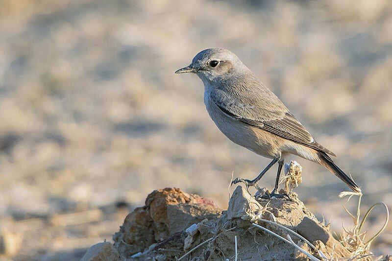 File:Red Tailed Wheatear.jpg