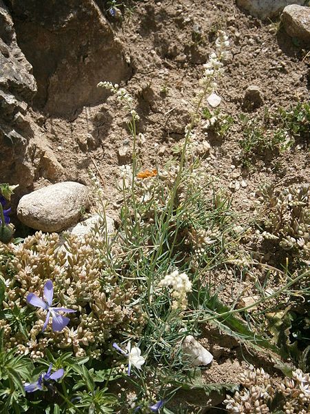 File:Reseda glauca 01.jpg